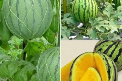 8 Lợi Ích Sức Khỏe Khi Ăn Dưa Hấu Vàng Vào Mùa Hè