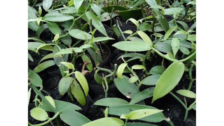 Mua Giống Cây Vanilla – Khám Phá Gia Vị Đắt Giá Thứ Hai Thế Giới