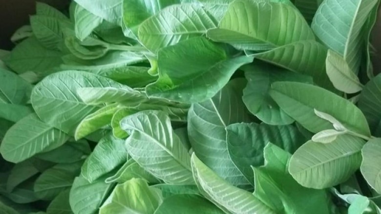 Thực Hư Uống Nước Lá Ổi Chữa Bách Bệnh, Thậm Chí 'Đánh Tan' Cả Ung Thư, Tiểu Đường