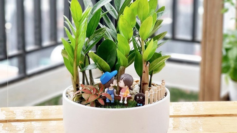 Ý Nghĩa Phong Thủy Khi Cây Kim Tiền Ra Hoa và Các Cây Cảnh Mang Lại May Mắn Tài Lộc
