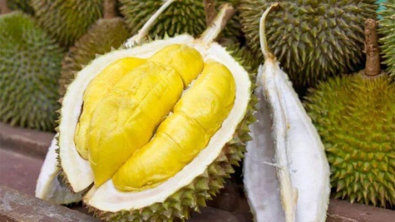Phân Biệt Sầu Riêng Cái Và Sầu Riêng Đực