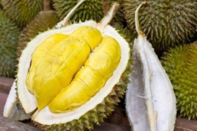 Phân Biệt Sầu Riêng Cái Và Sầu Riêng Đực