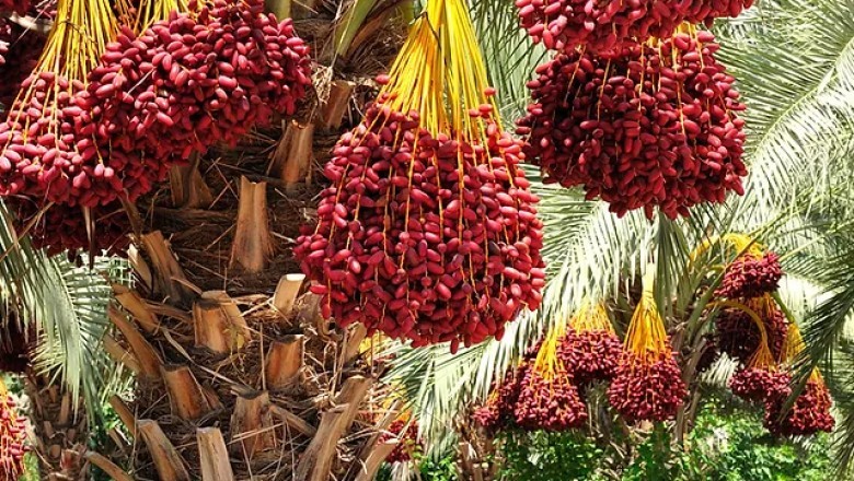 Cây Chà Là (Phoenix dactylifera): Tìm Hiểu Chi Tiết