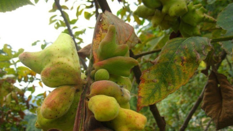 Ngũ Bội Tử (Galla Rhi Chinesis): Vị Thuốc Quý Trong Y Học Cổ Truyền Với Nhiều Ứng Dụng Dược Lý