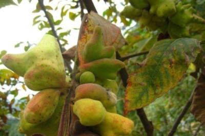 Ngũ Bội Tử (Galla Rhi Chinesis): Vị Thuốc Quý Trong Y Học Cổ Truyền Với Nhiều Ứng Dụng Dược Lý