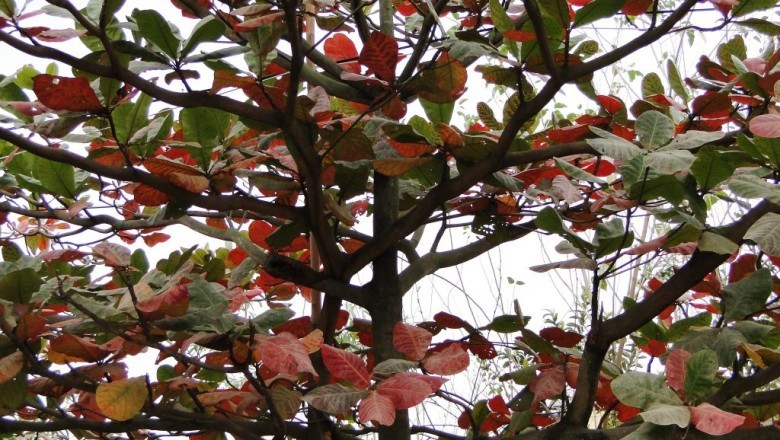 Những Nghiên Cứu Khoa Học Về Lá Bàng (Terminalia catappa) Đã Được Công Nhận