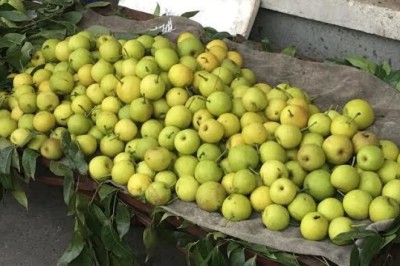 Tác Dụng, Cách Sử Dụng Và Tác Dụng Phụ Của Quả Lê