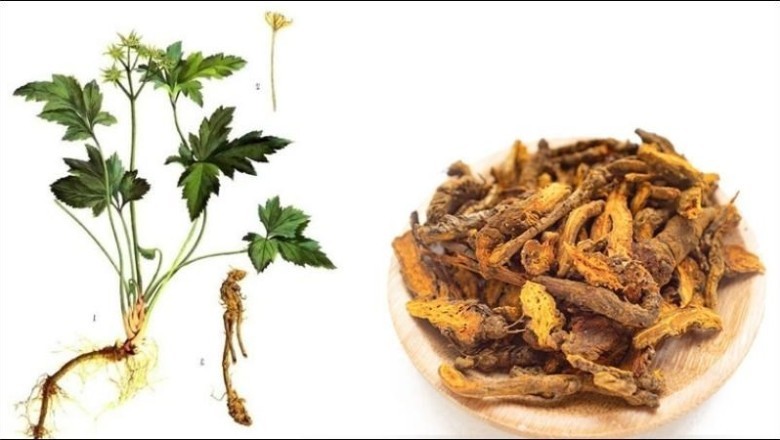 Hoàng Liên (Coptis chinensis Franch.) – Dược Liệu Quý Hiếm Cần Được Bảo Tồn Và Phát Triển