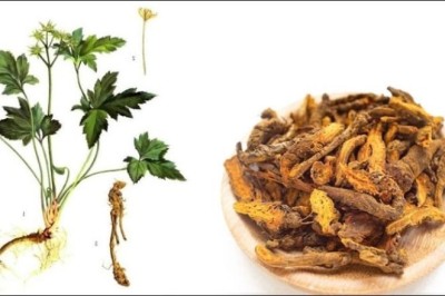 Hoàng Liên (Coptis chinensis Franch.) – Dược Liệu Quý Hiếm Cần Được Bảo Tồn Và Phát Triển