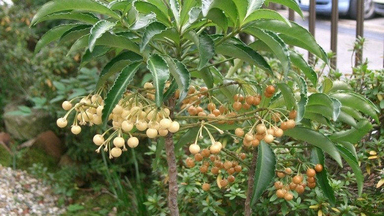 Trọng Đũa - Thảo Dược Quý Với Nhiều Công Dụng Chữa Bệnh Hiệu Quả