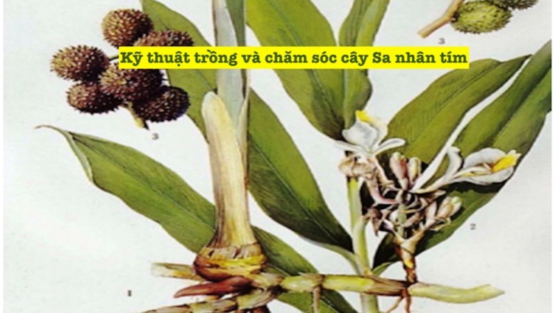 Hướng Dẫn Kỹ thuật trồng và chăm sóc cây Cây Dược Liệu Sa Nhân