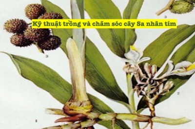 Hướng Dẫn Kỹ thuật trồng và chăm sóc cây Cây Dược Liệu Sa Nhân