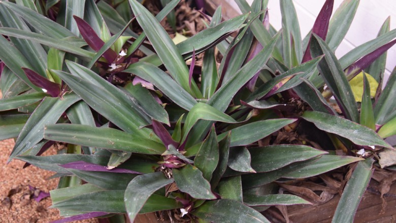 Cây Lẻ Bạn (Tradescantia spathacea) – Cây Thuốc Quý Trong Đông Y