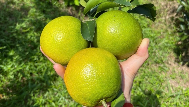 Cam Bù và Cam Chanh Hà Tĩnh - Đặc Sản Nổi Tiếng Của Vùng Đất Núi Rừng