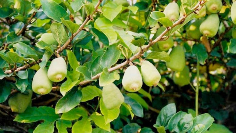 Quả Trâu Cổ - 'Vàng Mọc Dại' Được Săn Lùng Với Giá Cao