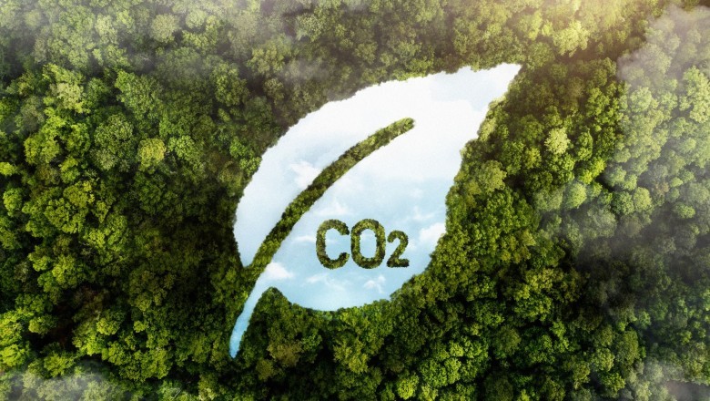 Loại rừng nào ở Việt Nam bán tín chỉ carbon được giá nhất?