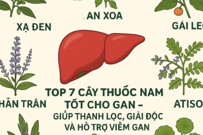 Top 7 Cây Thuốc Nam Tốt Cho Gan – Giúp Thanh Lọc, Giải Độc Và Hỗ Trợ Viêm Gan